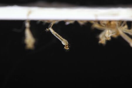 mosquito's larva on black backgroundの写真素材