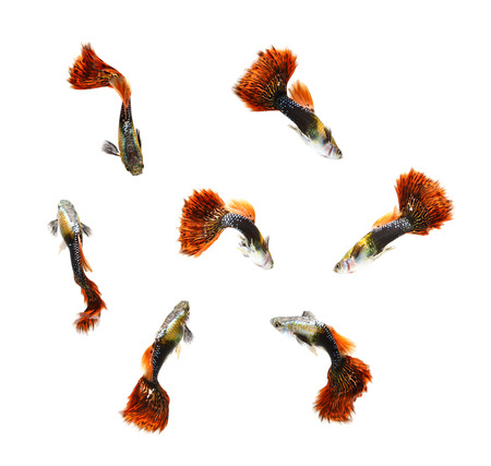 Guppy fish isolated on white background (Poecilia reticulata)の写真素材