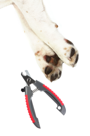Clipping a dog's claws concept,の写真素材