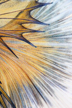 Texture of tail siamese fighting fishの写真素材