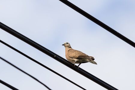 Red collared dove (Streptopelia tranquebarica ) on a power cable ,Thailand