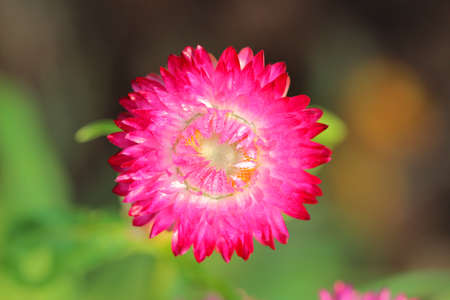 Everlasting or straw flowersの写真素材