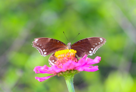 Butterfly on a Flower.の写真素材