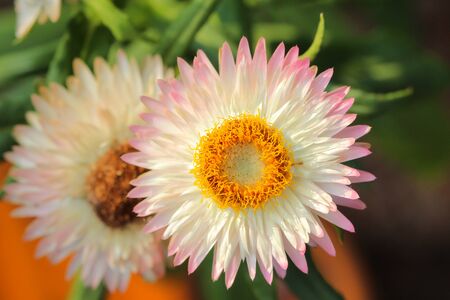 Everlasting or straw flowersの写真素材