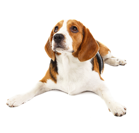 beagle dog isolated on white backgroundの写真素材