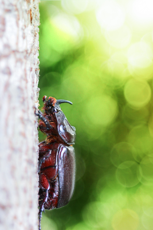 Horn beetle (Dynastinae)の写真素材