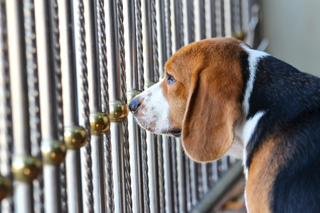 sad beagle dog in the cageの写真素材