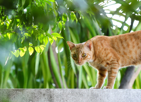 Cats walk on the wallsの写真素材