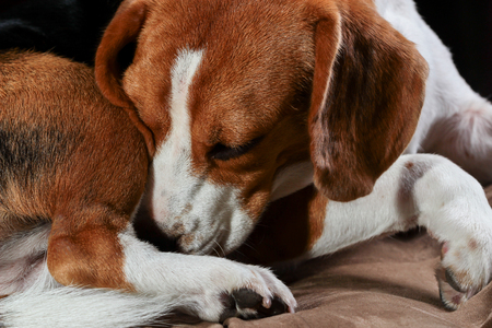 Young beagle sleep on pillow.の写真素材