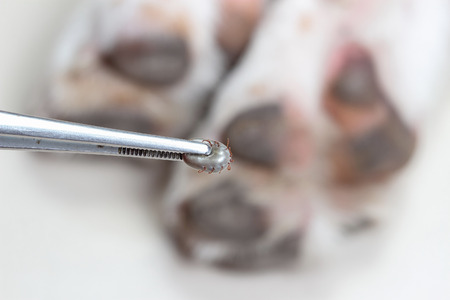 Closeup of human hands use silver pliers to remove dog adult tick from the fur