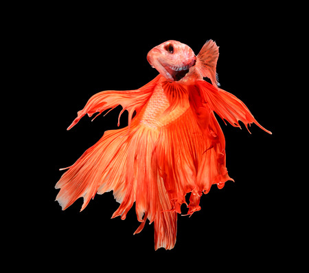 Betta fish, siamese fighting fish, betta splendens (Halfmoon betta
)isolated on white backgroundの写真素材