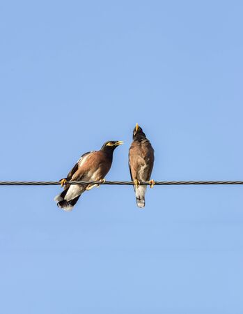 Common Myna or Indian Myna (Acridotheres tristis) on a power cable 
,Thailandの写真素材