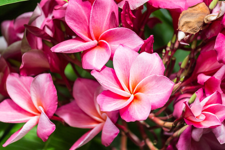 Plumeria spp. (frangipani flowers, Frangipani, Pagoda tree or Temple tree) on natural  backgroundの写真素材