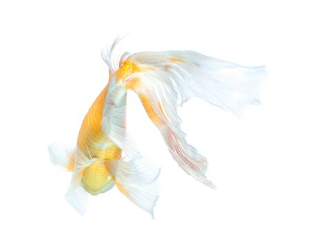 Koi fish isolated on white backgroundの写真素材