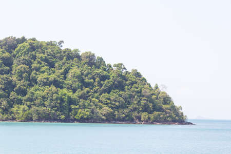 Forrest of green pine trees on mountainsideの写真素材