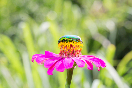 Beetle on flower