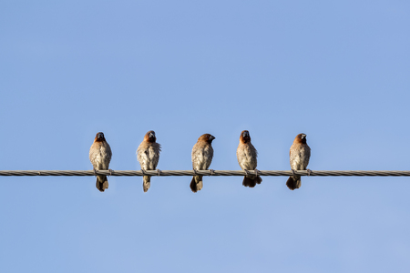 Scaly-breasted Munia (Lonchura punctulata) on a power cable 
,Thailandの写真素材