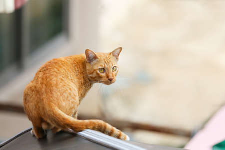 Cat on a roof