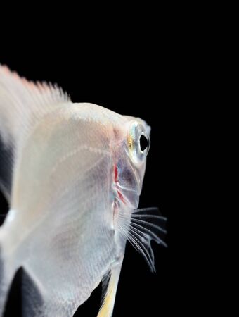 Angelfish (Pterophyllum scalare) isolated on black backgroundの写真素材