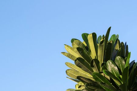 Frangipani leafの写真素材