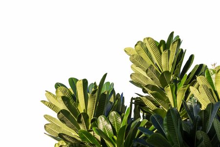 Frangipani leaf isolate on whiteの写真素材