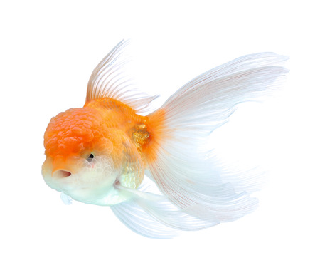 Gold fish. Isolation on the whiteの写真素材