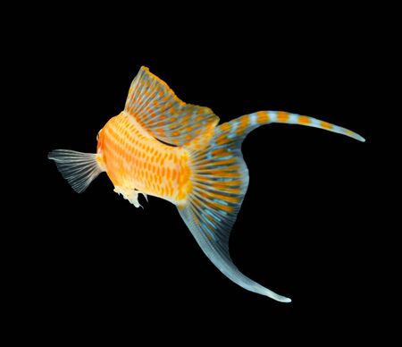Molly fish isolated on black