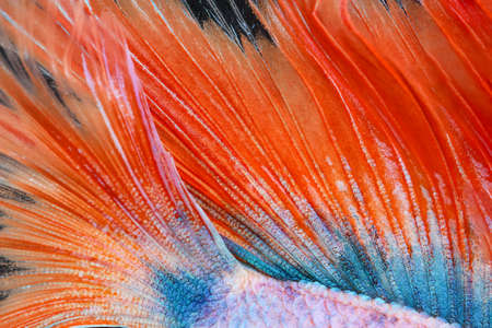 Texture of tail siamese fighting fish