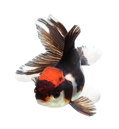 Gold fish. Isolation on the whiteの写真素材