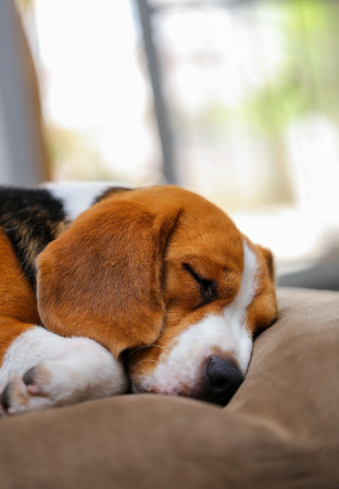 Young beagle sleep on pillow.の写真素材