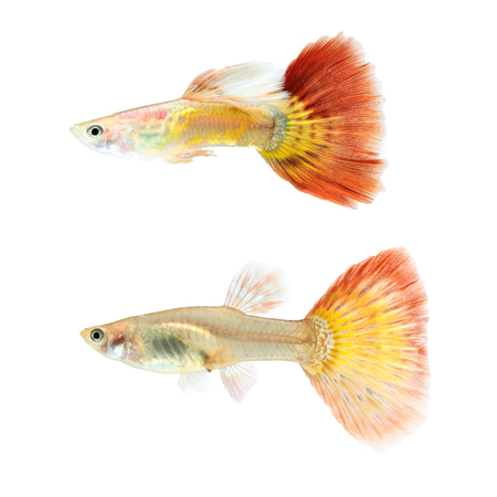 Guppy fish isolated on white background (Poecilia reticulata)の写真素材