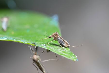 Mosquito on green leafの写真素材