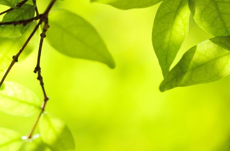green leaves on the green backgroundの写真素材