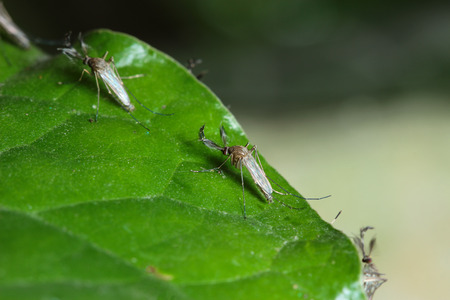 Mosquito on green leaf