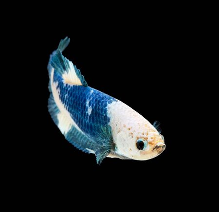 Betta fish, siamese fighting fish, betta splendens isolated on black backgroundの写真素材