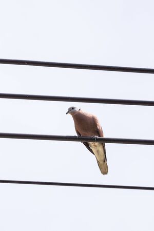 Red collared dove (Streptopelia tranquebarica) on a power cableの写真素材