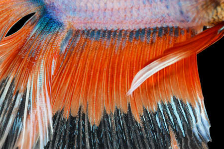 Texture of tail siamese fighting fishの写真素材