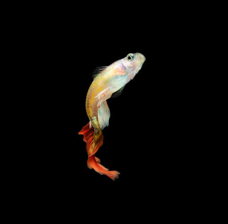 Guppy fish isolated on black background (Poecilia reticulata)の写真素材