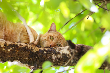 Cat on a tree.の写真素材