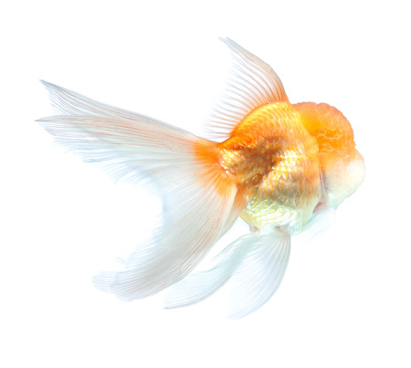 Gold fish. Isolation on the whiteの写真素材