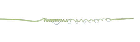 Tentacles of the gourd isolate on white background.の写真素材