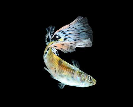 Guppy fish isolated on black background (Poecilia reticulata)の写真素材