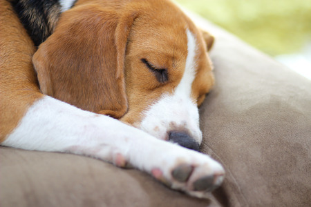 Young beagle sleep on pillow.の写真素材