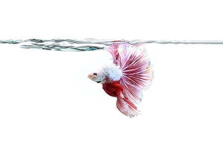 Betta fish, siamese fighting fish, betta splendens (Halfmoon betta)isolated on white background