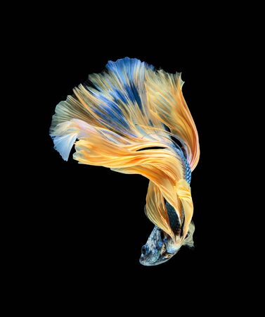 Betta fish, siamese fighting fish, betta splendens (Halfmoon betta
)isolated on black backgroundの写真素材