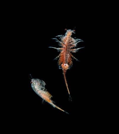 artemia plankton isolated on black background