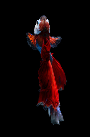 Betta fish, siamese fighting fish, betta splendens isolated on black background with clipping pathの写真素材