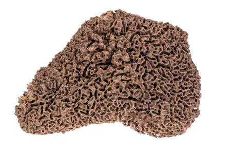 termite nestsの写真素材