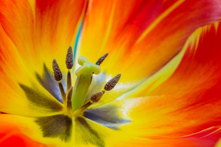 Close up of part of tulip flower. colorful tulips.の写真素材