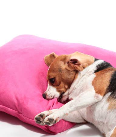 Young beagle  on pillow.の写真素材